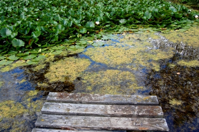 © Thomas Max Müller / PIXELIO Algen im teich - Unsere Tipps helfen!