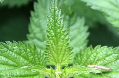 Brennesseln gehören zu den unbeliebteren Gartenpflanzen