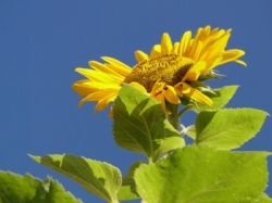 © Janina Scholz / PIXELIO Der Garten im August