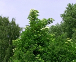 Holunderblüten kündigen den Frühling an