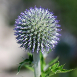 Blaue Kugeldistel