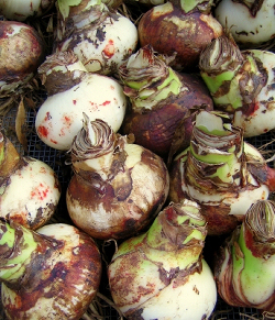 Frühlings-Blumenzwiebeln nicht ausgraben