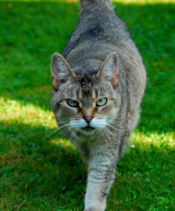 Nachbars Katze im Garten