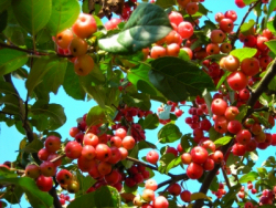 Früchte des Zierapfelbaumes
