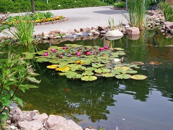 © Christine Braune / PIXELIO Gartenteich kindersicher machen