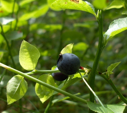 Heidelbeere pflanzen