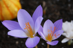 Herbstkrokus