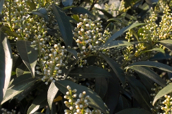 Kirschlorbeer