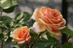 Öfterblühende Rosen schneiden