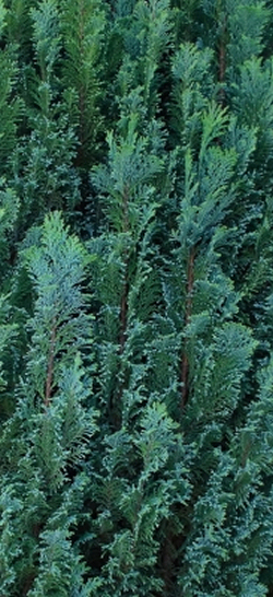Thuja
