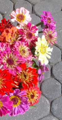 Zinnien