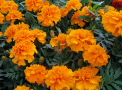 © Joujou / PIXELIO Tagetes hilft gegen Fadenwürmer
