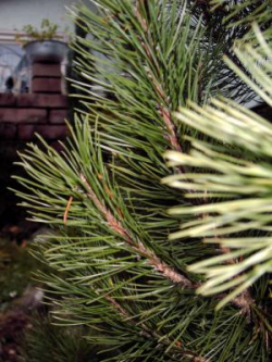 © Domaris / PIXELIO Fichten auf Läuse testen