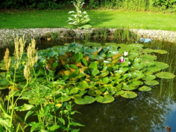 Gartenteich planen und anlegen