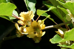 Kiwiblüten