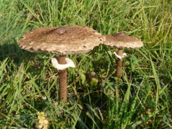 Parasolpilz im Garten kultivieren