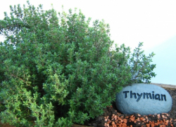 © Manfred Reyelt / PIXELIO Thymian - lecker in italienischen Soßen