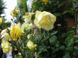 Rosen-Hochstämmchen