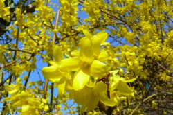 © Kurt F. Domnik / PIXELIO Die Forsythie erst nach der Blüte schneiden