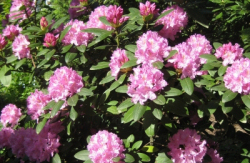Tipps zur Pflege des Rhododendron
