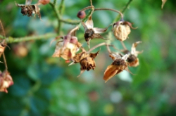 Wenn Sommerblumen welken