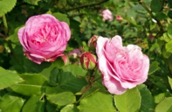 © magicpen / PIXELIO Die häufigsten Krankheiten bei Rosen