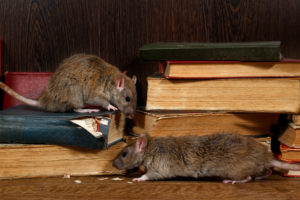 Test der besten Produkte: Ultraschall gegen Ratten im Vergleich