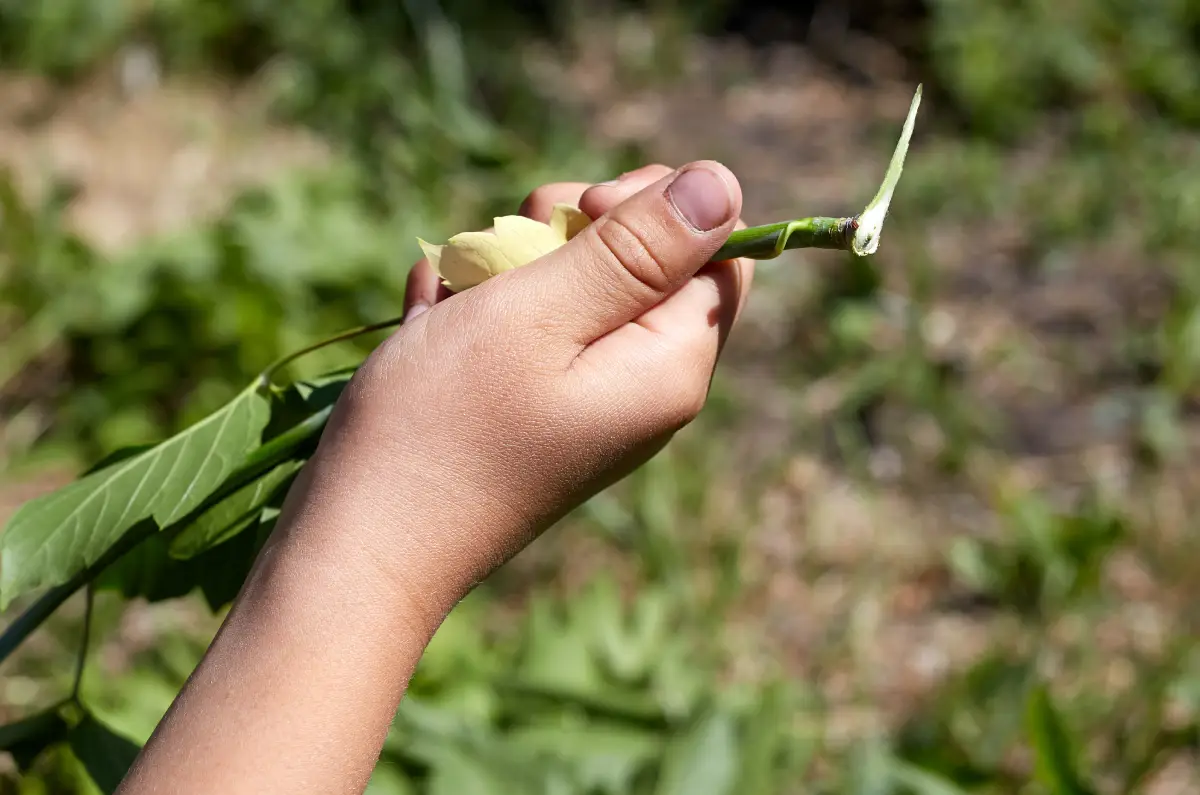 philodendron bipinnatifidum Philodendron bipinnatifidum 'Little Hope' – Sprouts of Bristol