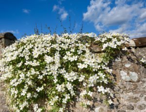 Weiße Clematis rankt über eine Mauer