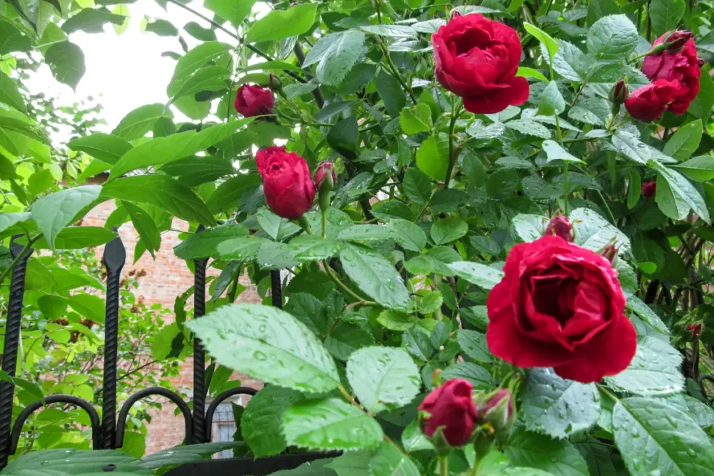 Foto von der Kletterrose: Kletterrose ‘Paul's Scarlet Climber‘