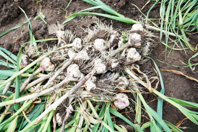 Knoblauch pflanzen und ernten