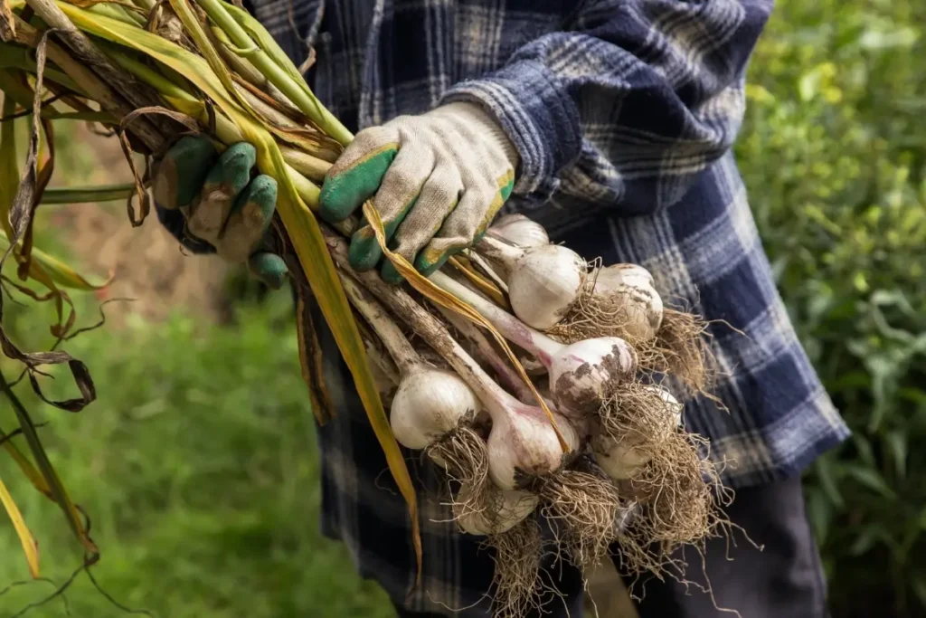 Frisch geernteter Knoblauch mit Erde an den Wurzeln.
