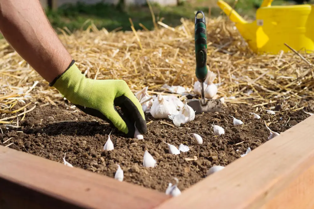 Knoblauchzehen werden im Hochbeet in Reihen gepflanzt, Mulch aus Stroh im Hintergrund.