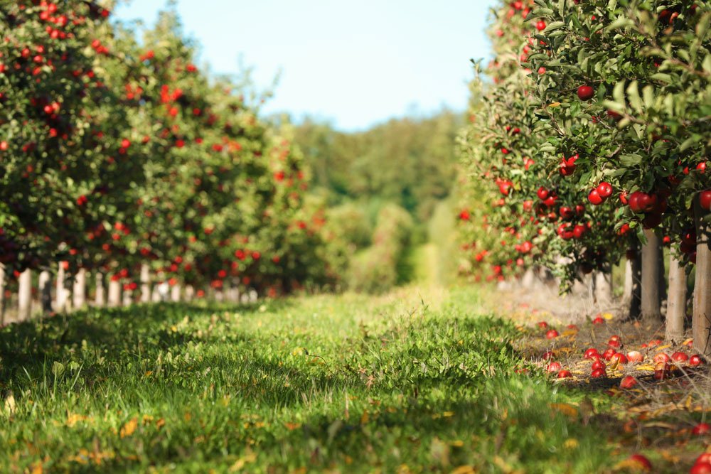 Bild einer Apfelbaumplantage mit roten reifen Äpfeln