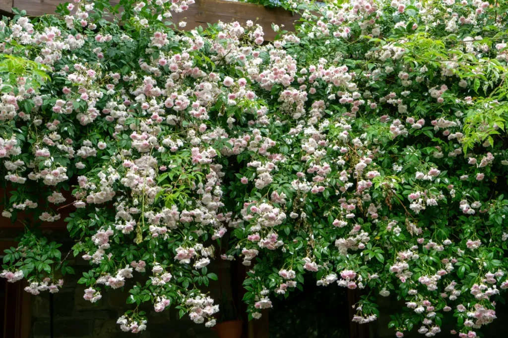 Foto von der Ramblerrose ‘Paul's Himalayan Musk Rambler‘