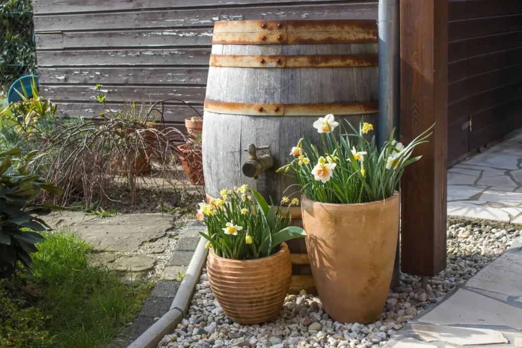 Regentonne in Form eines Holzfasses ziert den Garten.