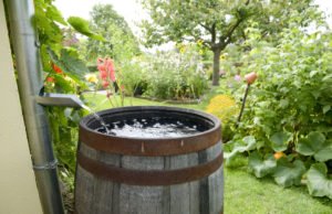 Regenwasser im Garten nutzen