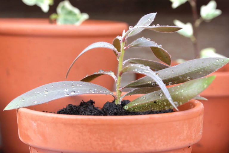 Pflanzen durch Stecklinge vermehren – So geht’s!