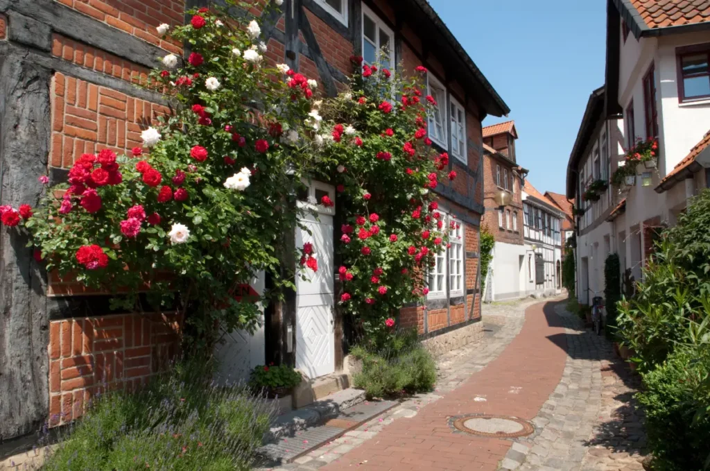 Rote und weiße Kletterrose rankt über einem Hauseingang.