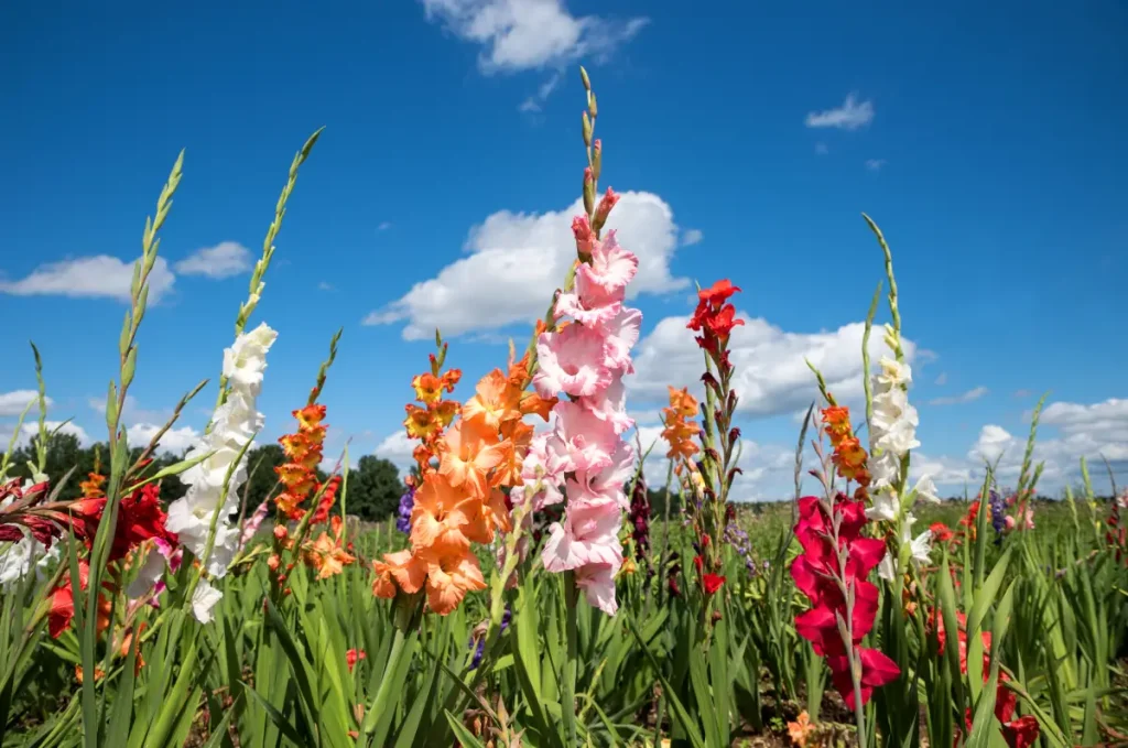Bunte Gladiolen für sonnige Beete.