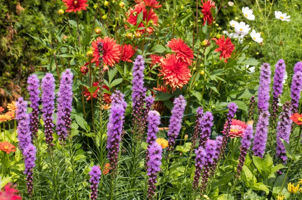Prachtscharte im Blumenbeet vor Dahlien.