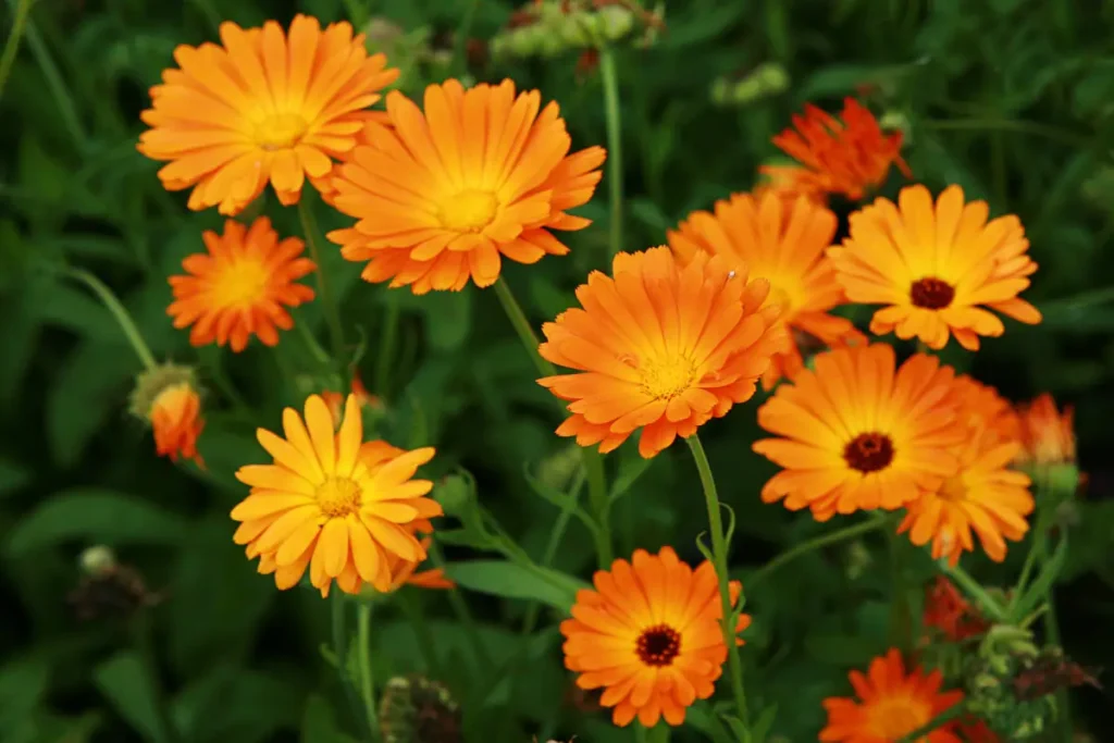 Ringelblumen mit offener Blüte.