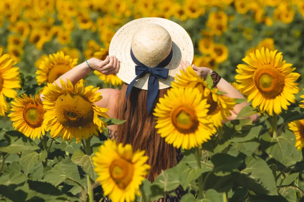 Blühendes Sonnenblumenfeld im Sommer.