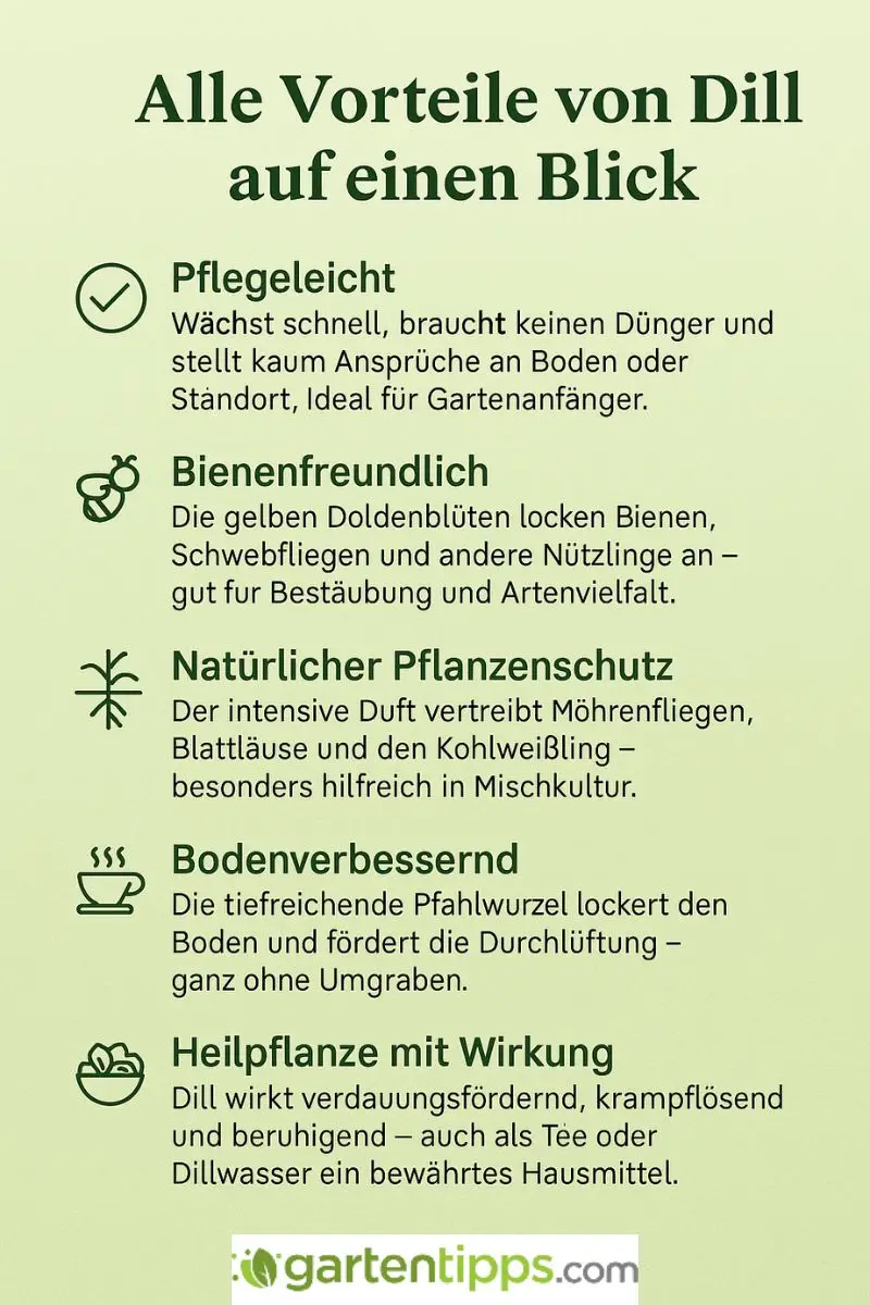 Vorteile von Dill übersichtlich in einer Infografik dargestellt.
