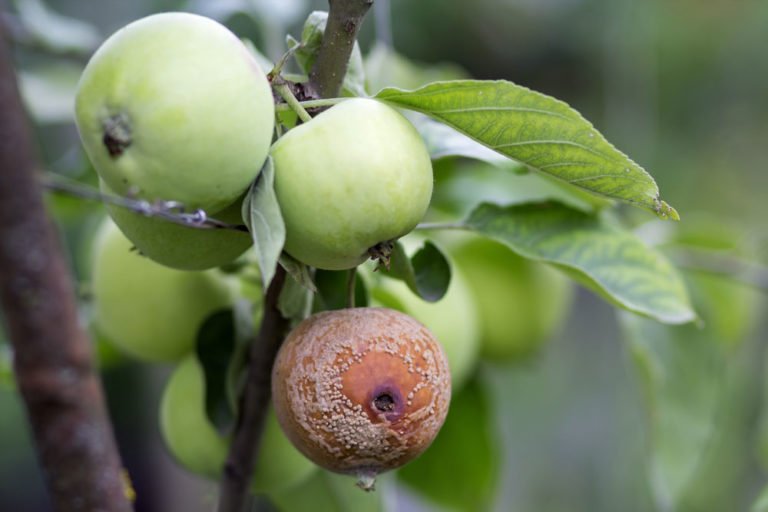 Äpfel haben faule Stellen – Monilia-Fruchtfäule bekämpfen und vorbeugen