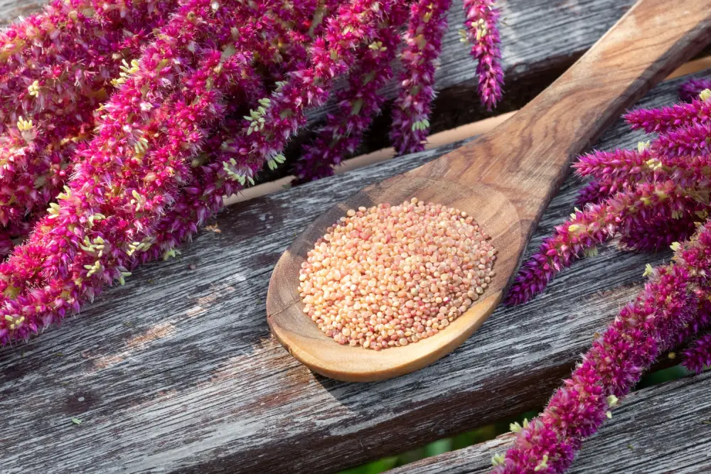 Bild von den Blüten und Samen vom Fuchsschwanz (Amaranth).