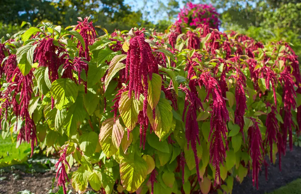 Garten-Fuchsschwanz blühend im Beet.