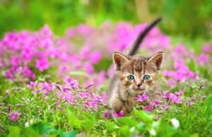 giftige Pflanzen für Katzen