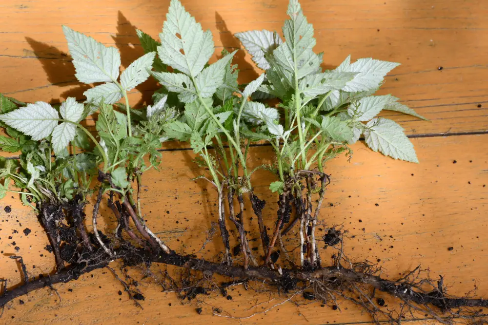 Himbeeren – Unterirdisches Wachstum verhindern