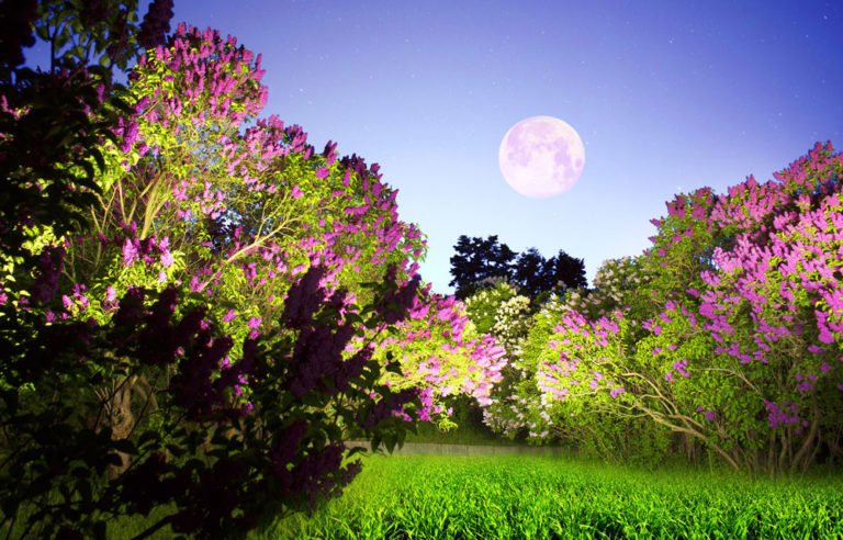 Wie beeinflusst der Mond den Garten?